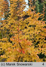 Lagerstroemia indica (lagerstremia indyjska)