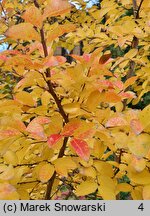 Lagerstroemia indica (lagerstremia indyjska)