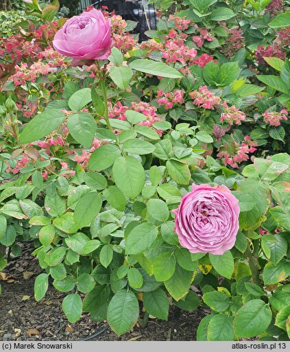 Rosa hort. Lavender Ice