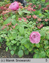 Rosa hort. Lavender Ice