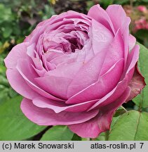 Rosa hort. Lavender Ice