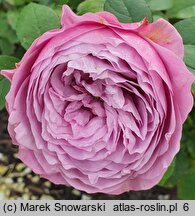 Rosa hort. Lavender Ice