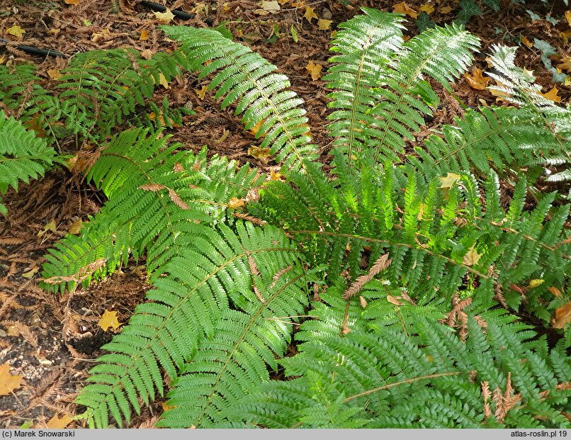 Polystichum ×dycei (paprotnik Dyce'a)