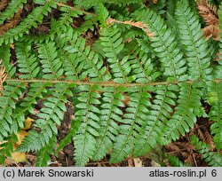 Polystichum ×dycei (paprotnik Dyce'a)