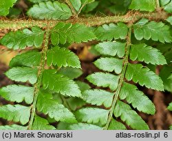 Polystichum ×dycei (paprotnik Dyce'a)