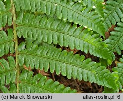 Polystichum ×dycei (paprotnik Dyce'a)