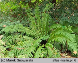 Athyrium otophorum (wietlica uszkowata)