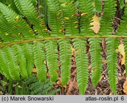 Athyrium otophorum (wietlica uszkowata)