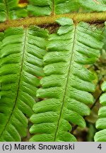 Athyrium otophorum (wietlica uszkowata)