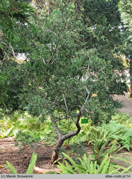 Agathis australis (agatis nowozelandzki)