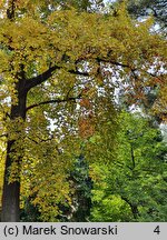 Liriodendron tulipifera (tulipanowiec amerykański)