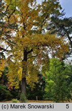 Liriodendron tulipifera (tulipanowiec amerykański)