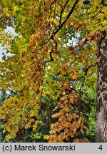 Liriodendron tulipifera (tulipanowiec amerykański)