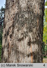 Gymnocladus dioica (kłęk amerykański)