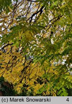 Gymnocladus dioica (kłęk amerykański)