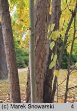 Davidia involucrata (dawidia chińska)