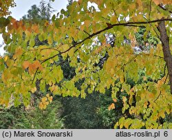 Davidia involucrata (dawidia chińska)