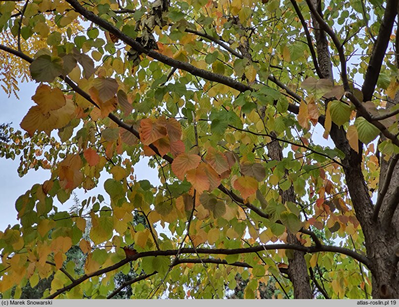 Davidia involucrata (dawidia chińska)