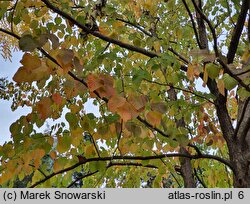 Davidia involucrata (dawidia chińska)