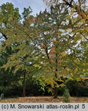 Davidia involucrata (dawidia chińska)