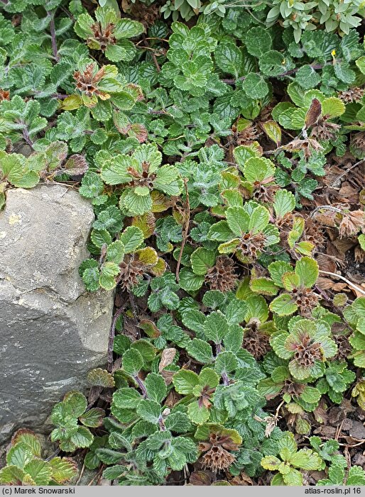 Teucrium pyrenaicum (ożanka pirenejska)