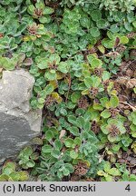 Teucrium pyrenaicum (ożanka pirenejska)