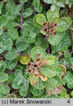 Teucrium pyrenaicum (ożanka pirenejska)