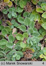 Teucrium pyrenaicum (ożanka pirenejska)