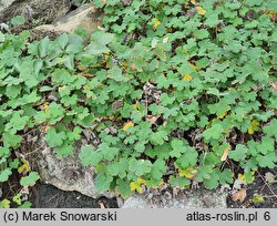 Geranium renardii (bodziszek Renarda)