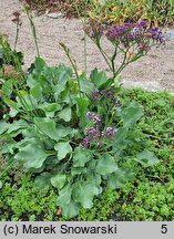 Limonium perezii (zatrwian Pereza)