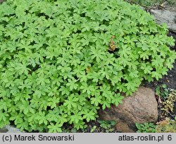 Geranium macrorrhizum (bodziszek korzeniasty)