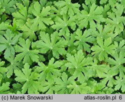 Geranium macrorrhizum (bodziszek korzeniasty)