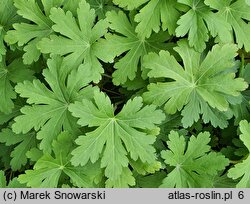 Geranium macrorrhizum (bodziszek korzeniasty)