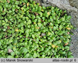 Bellium bellidioides