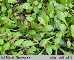 Bellium bellidioides