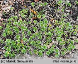 Aubrieta gracilis (żagwin drobny)