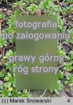 Aubrieta gracilis (żagwin drobny)