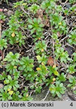 Aubrieta gracilis (żagwin drobny)