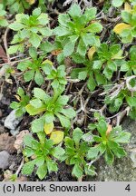 Aubrieta gracilis (żagwin drobny)