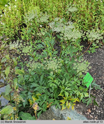 Angelica acutiloba (dzięgiel ostroklapowy)