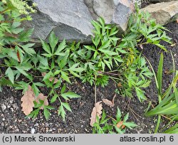 Angelica acutiloba (dzięgiel ostroklapowy)