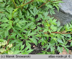 Angelica acutiloba (dzięgiel ostroklapowy)