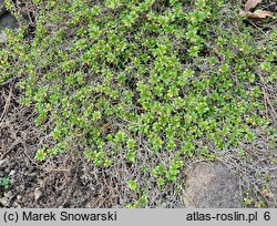 Aubrieta scardica (żagwin macedoński)