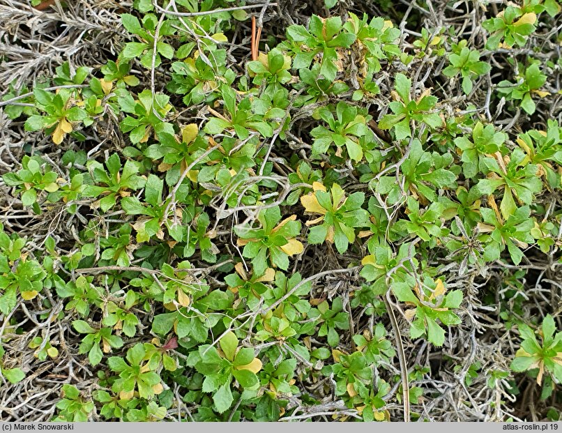 Aubrieta scardica (żagwin macedoński)