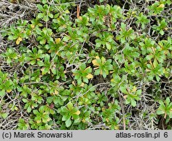 Aubrieta scardica (żagwin macedoński)