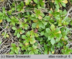 Aubrieta scardica (żagwin macedoński)