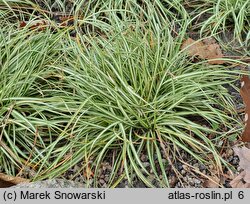 Carex ornithopoda (turzyca ptasie łapki)