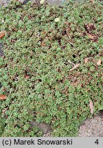 Eriogonum umbellatum (pokoślin baldaszkowaty)