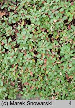 Eriogonum umbellatum (pokoślin baldaszkowaty)