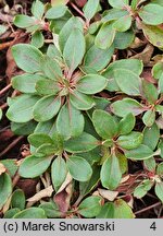 Eriogonum umbellatum (pokoślin baldaszkowaty)